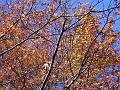 Autumn colour, University of New England IMGP8855